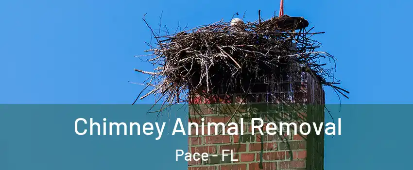 Chimney Animal Removal Pace - FL