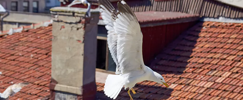 Residential Chimney Animal Removal Solution in Pace, FL
